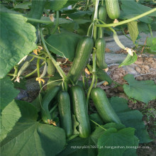 Suntoday Parthenocarpy tolerante ao calor e baixo 2-3 frutas estufa F1 híbrido beth tipo alfa sementes de pepino (13001)